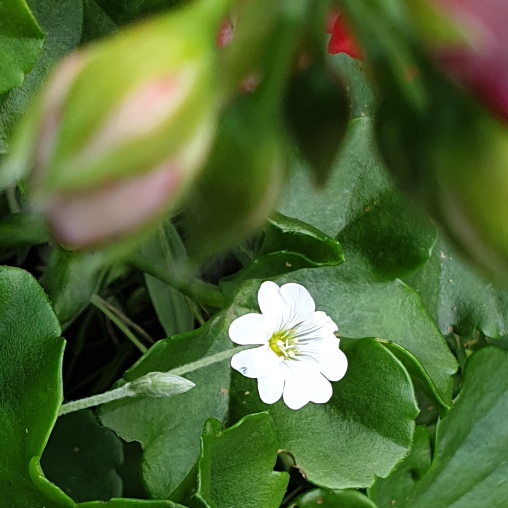 plant image 1144066