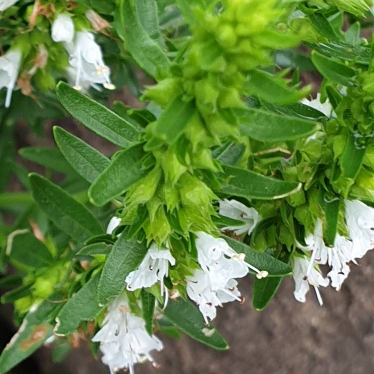 Plant image Hyssopus officinalis