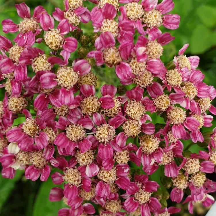 plant image 1147567