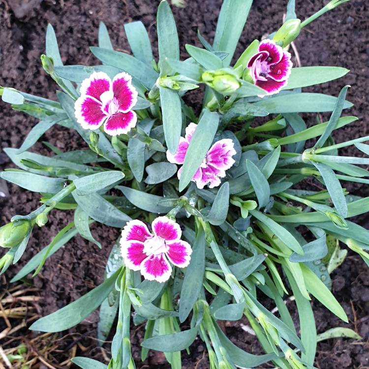 plant image 1148262