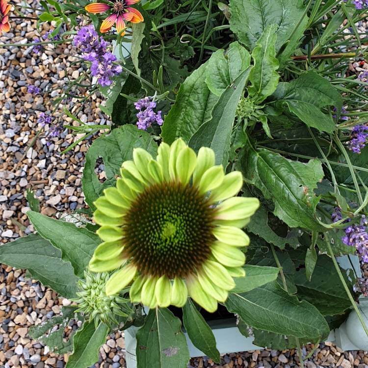 Plant image Echinacea purpurea 'Green Twister'