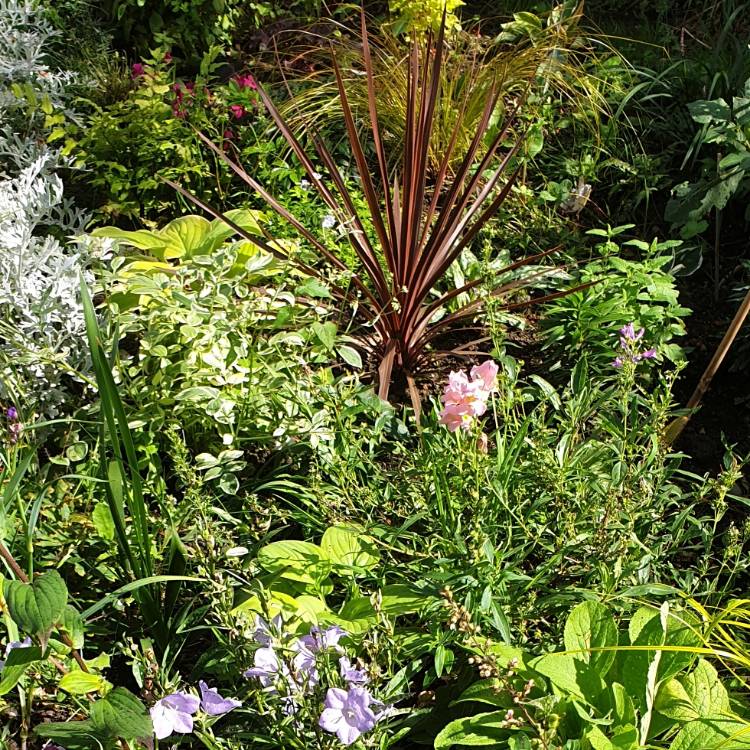 Plant image Cordyline australis 'Torbay Red'