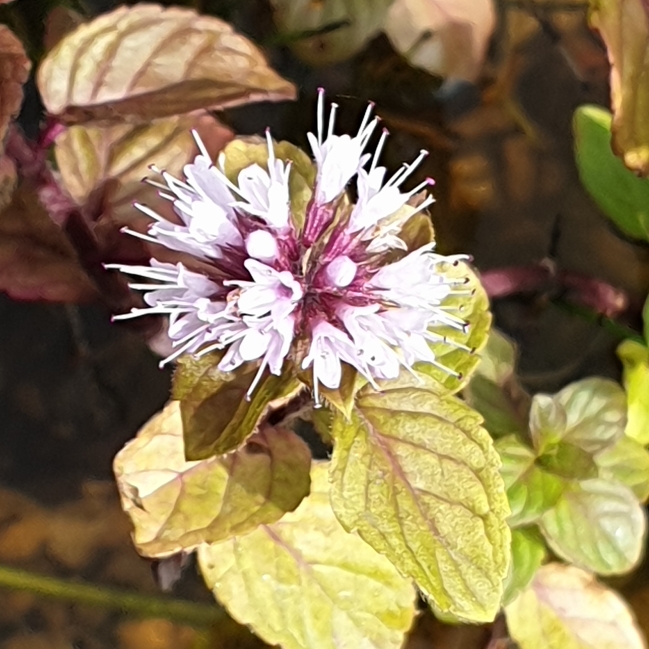 Plant image Mentha aquatica syn. Mentha hirsuta