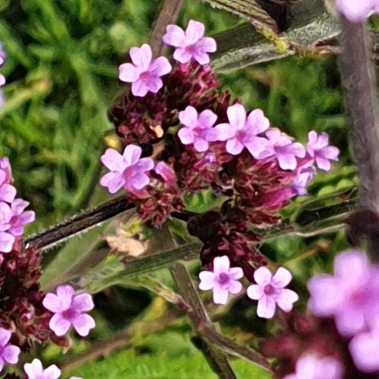 Plant image Verbena bonariensis 'Lollipop'