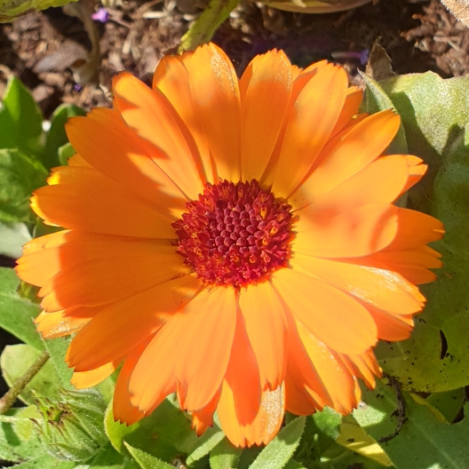 plant image 1152774 plant image 1152774