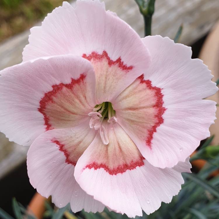 plant image 1154102 plant image 1154102