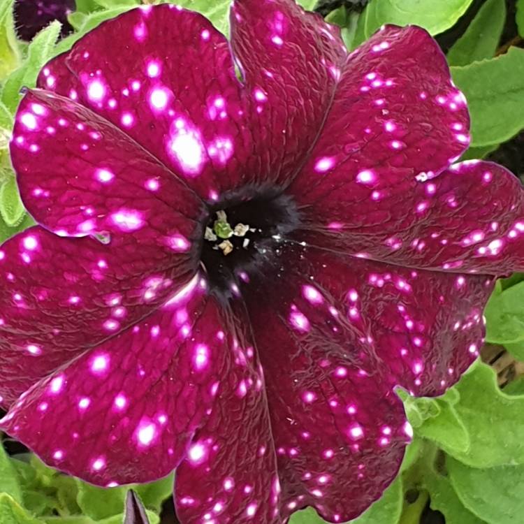 Plant image Petunia 'Starry Night'