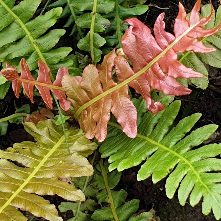 Plant image Blechnum brasiliense Volcano