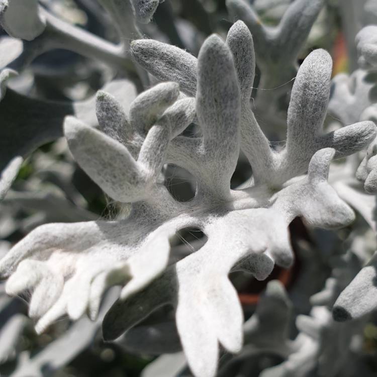 plant image 1170983