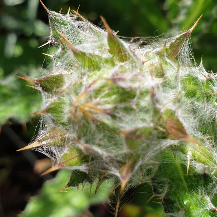 plant image 1170986