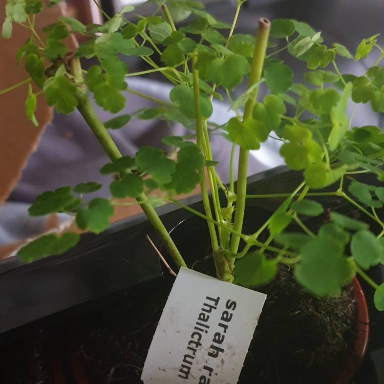 Plant image Thalictrum delavayi