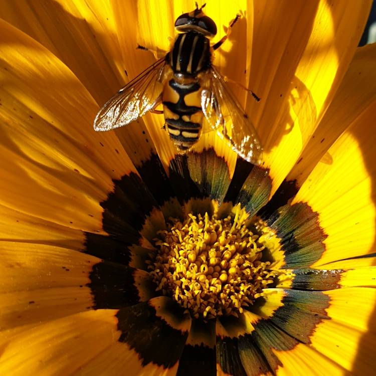Plant image Gazania 'Daybreak Mix'