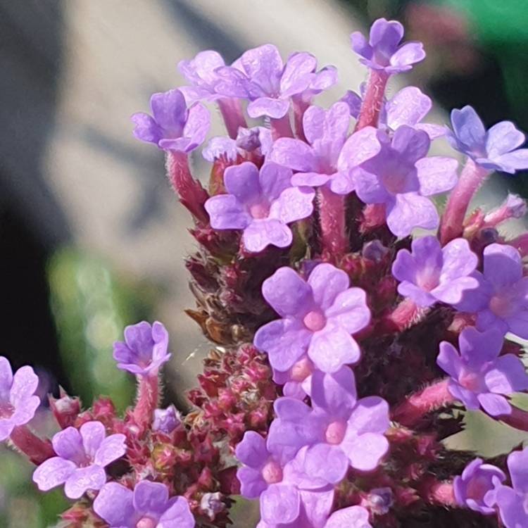 plant image 1175375