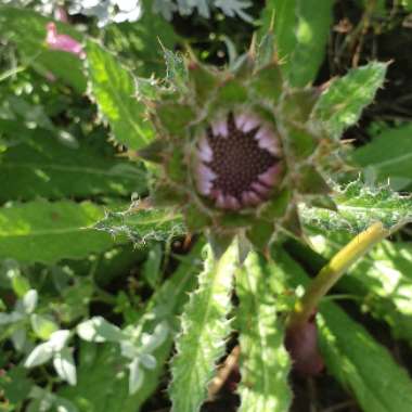 Berkheya purpurea