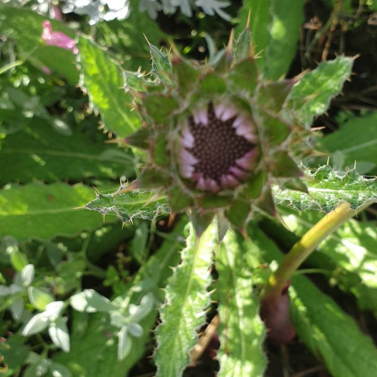 Plant image Berkheya purpurea