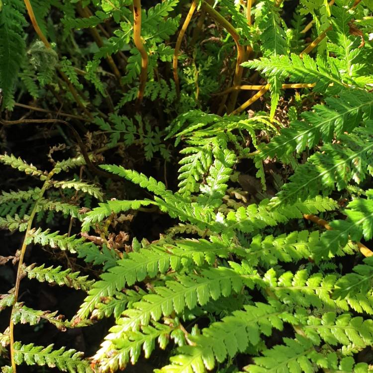 Plant image Dicksonia antarctica