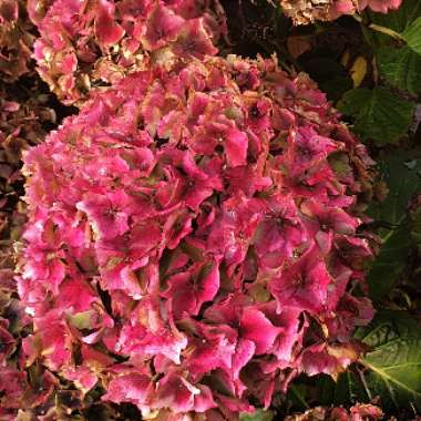 Hydrangea