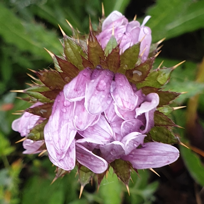 plant image 1187168