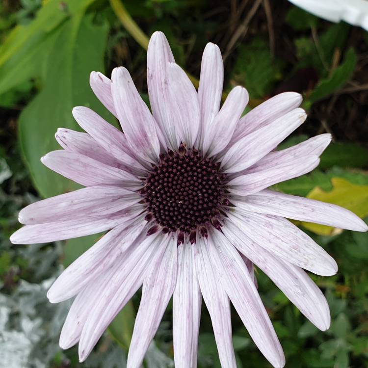 Plant image Berkheya purpurea