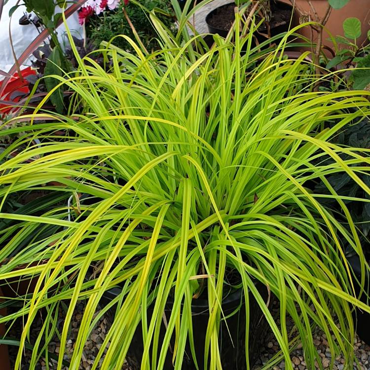 plant image 1188943 plant image 1188943