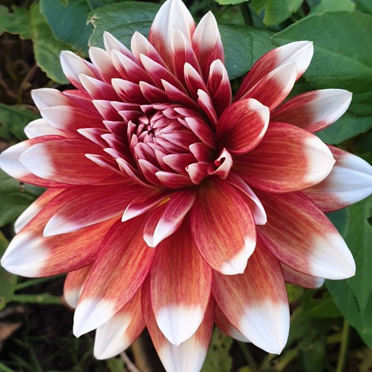 Plant image Dahlia 'Mystery Day'
