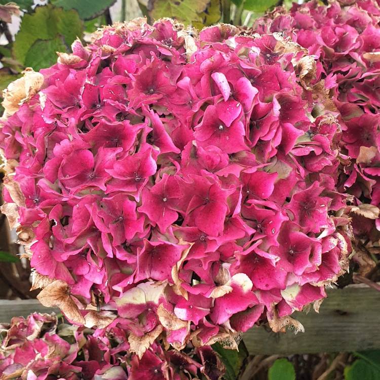 plant image 1199851 plant image 1199851