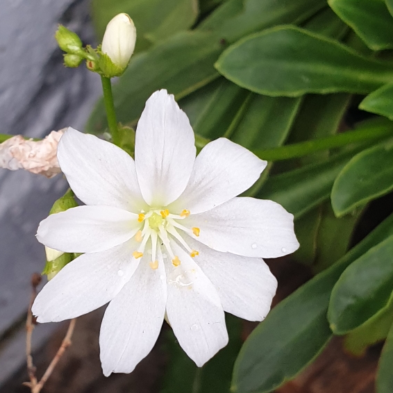 Plant image Lewisia Cotyledon forma 'Alba'