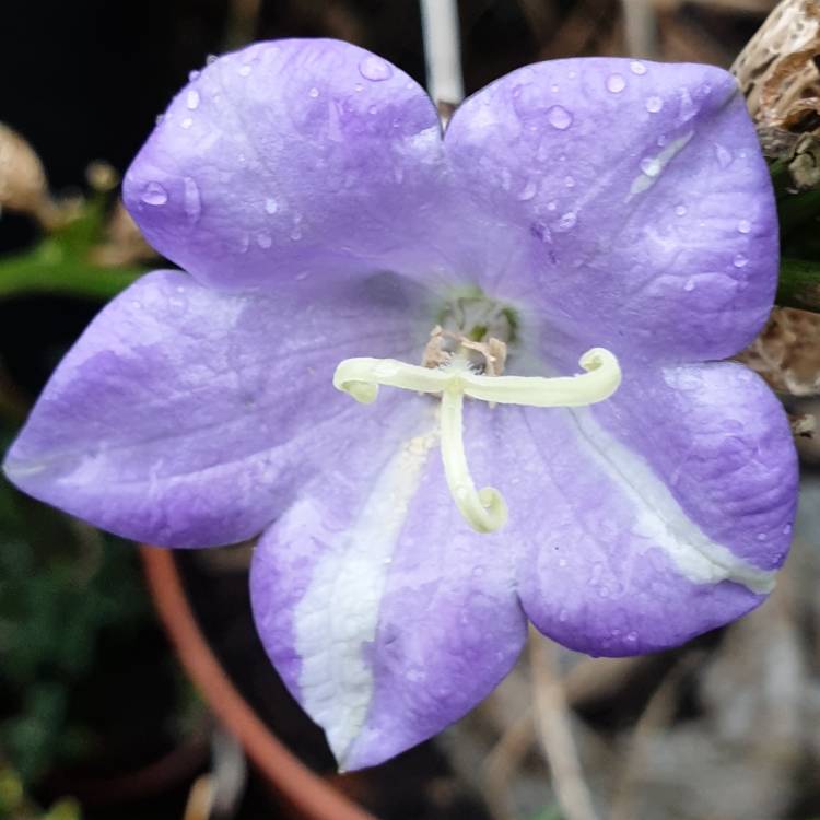 Plant image Campanula persicifolia 'Takion Blue' (Takion Series)
