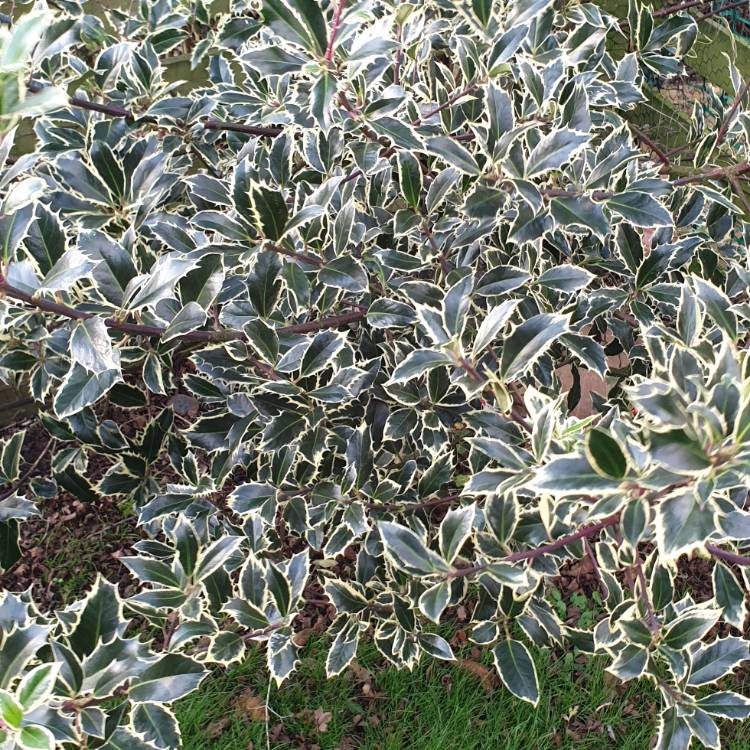 plant image 1207564