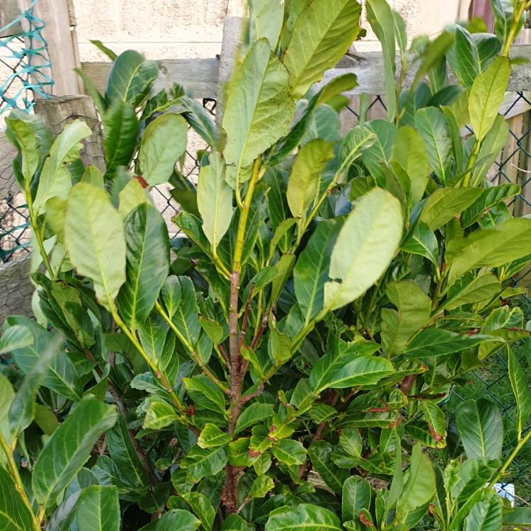 plant image 1207567