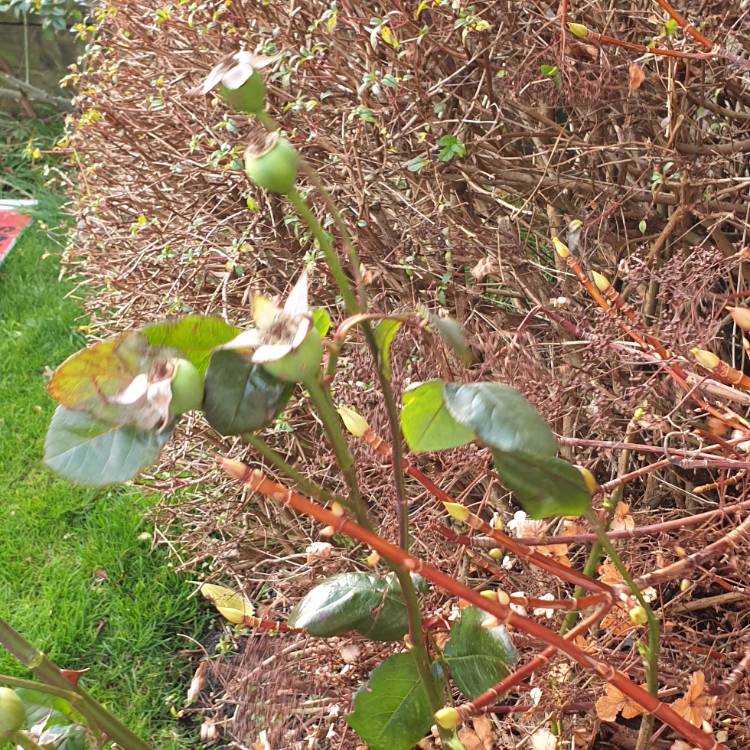 plant image 1207570