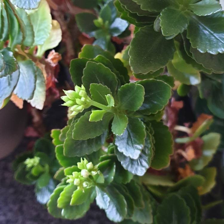 plant image 1209727