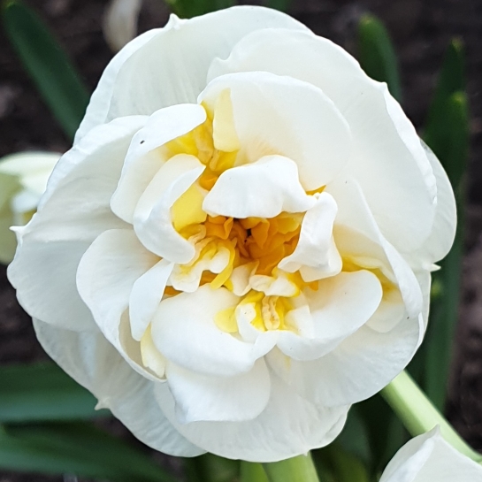 plant image 1212632