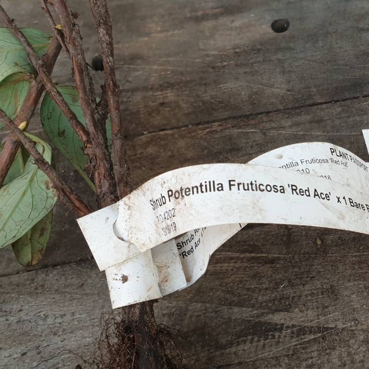 Plant image Potentilla fruticosa 'Red Ace'