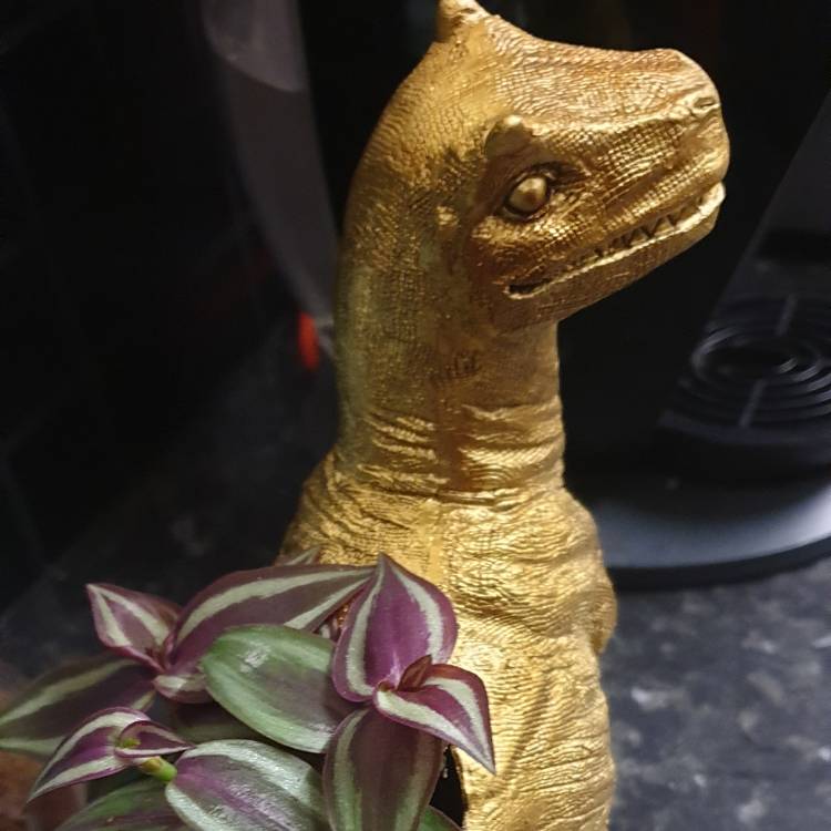 Plant image Tradescantia  'Houseplants'