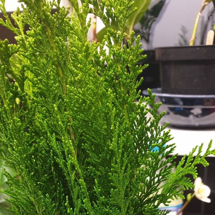 Plant image Chamaecyparis