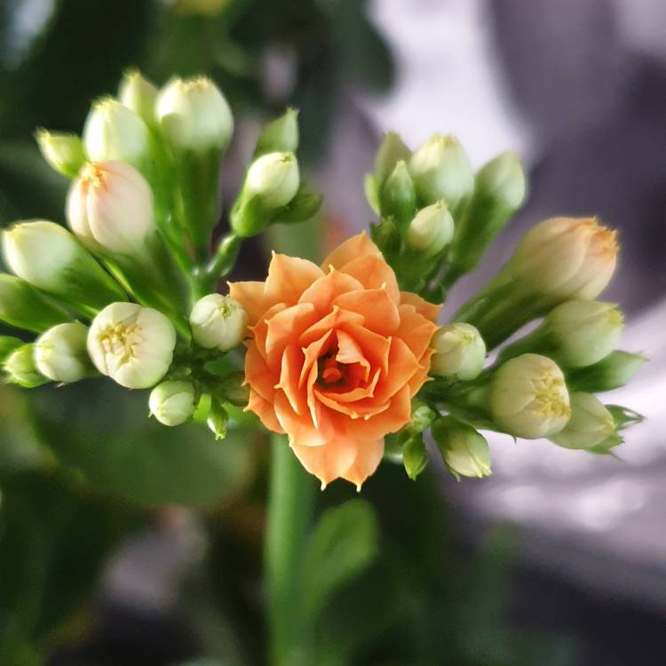 Plant image Kalanchoe
