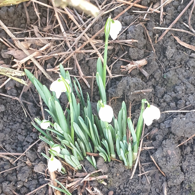 plant image 1222448