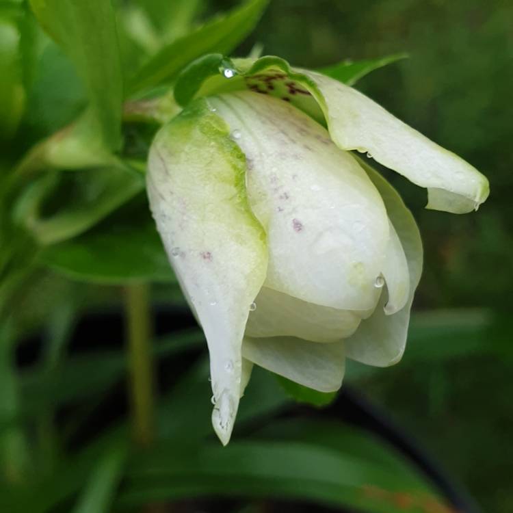 plant image 1223574 plant image 1223574