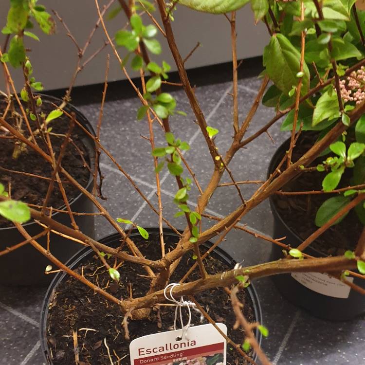 plant image 1225156