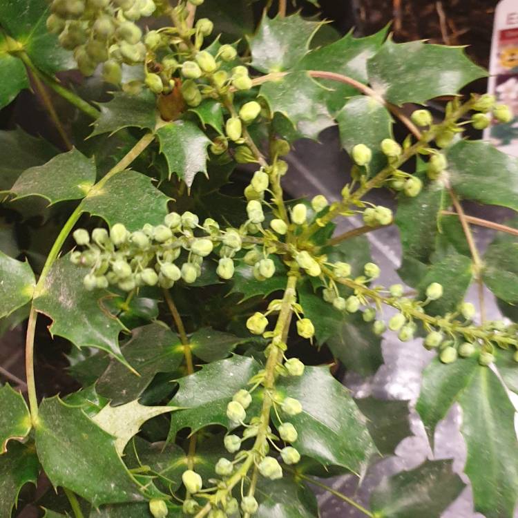 plant image 1225160