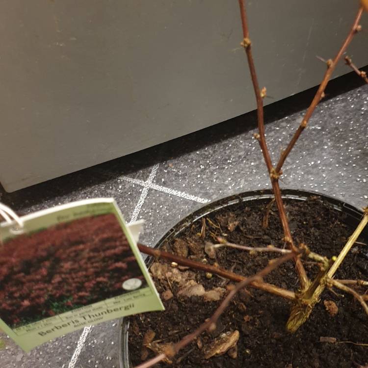 Plant image Berberis thunbergii 'Rose Glow'