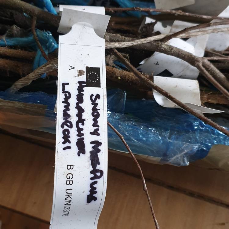 plant image 1226208