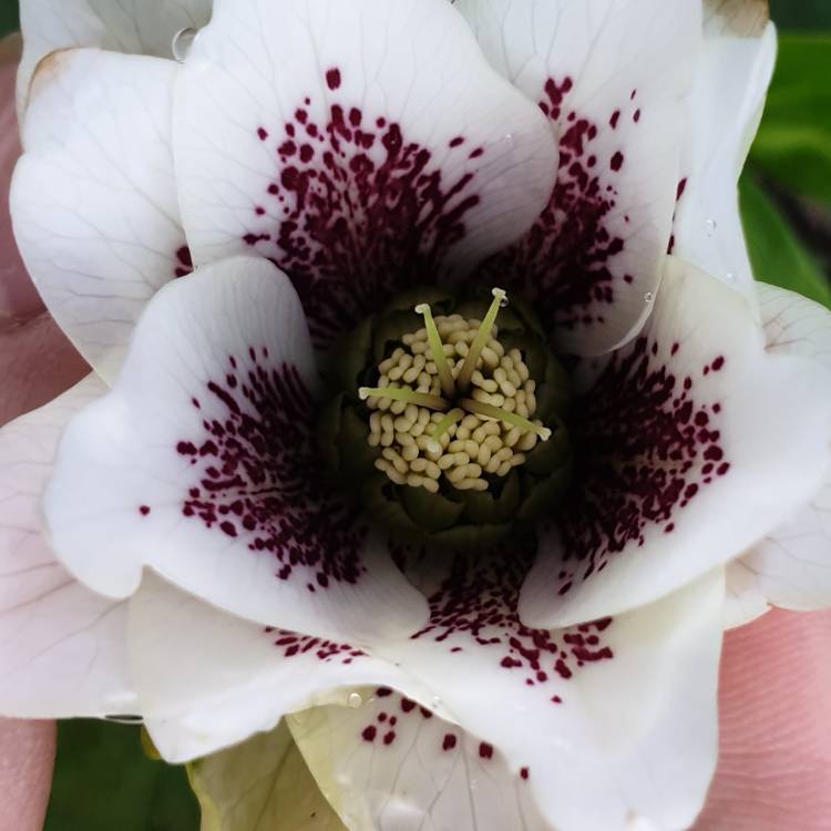 Plant image Helleborus x hybridus