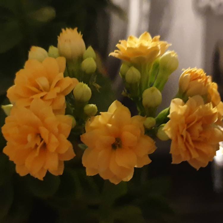 plant image 1227723