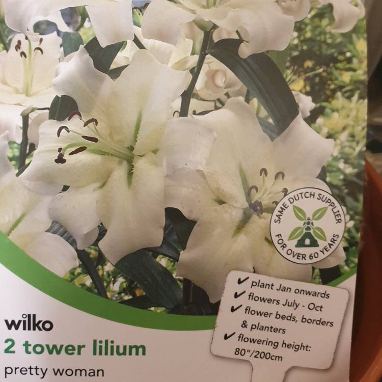 Plant image Lilium 'Pretty Woman'