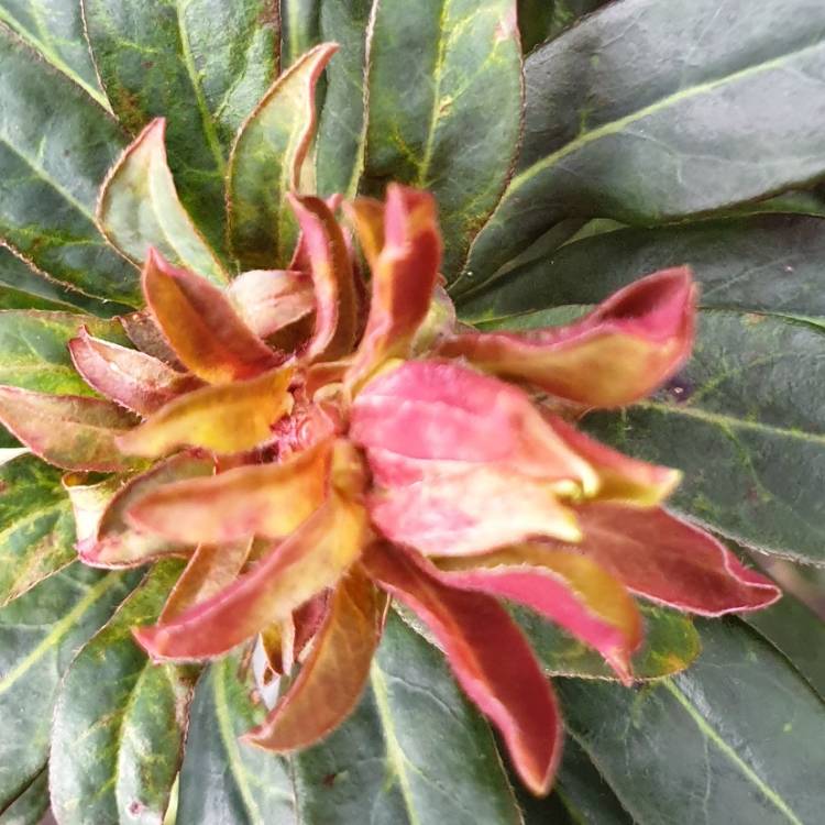 Plant image Euphorbia amygdaloides 'Purpurea' syn. Euphorbia amygdaloides 'Rubra'