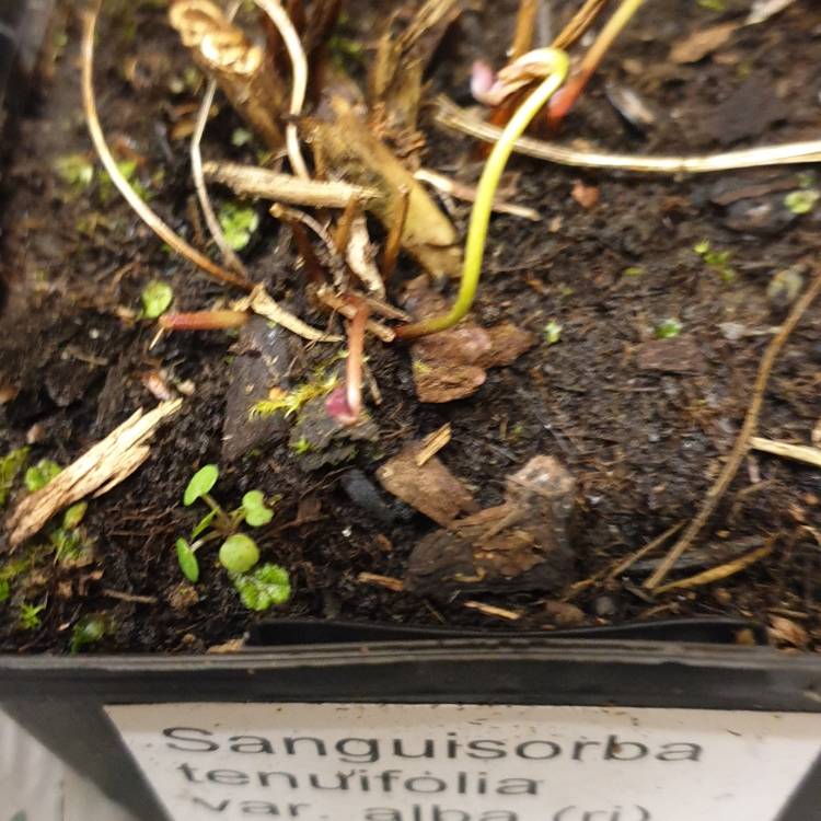 plant image 1231843