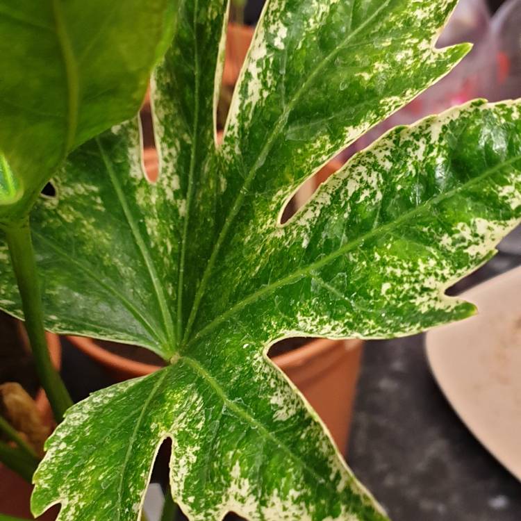Plant image Fatsia japonica 'Spider's Web'