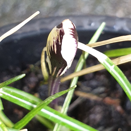 plant image 1236844